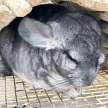 のんびり🩶チンチラ (グレー) 男の子 2024年1月生まれ