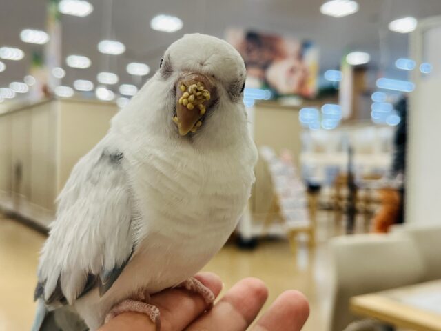 オキナインコ