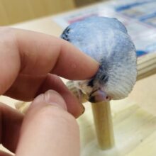 【動画更新🪄】とことこ歩くわたわたちゃん💓セキセイインコ（オパーリン）ヒナ