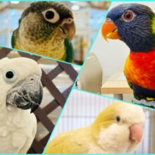 【期間延長‪☆9/1まで🪄】🎐中・大型インコフェア🫧始まります〜‪☆‪☆