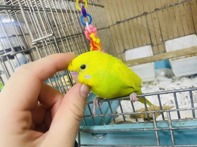 セキセイインコ