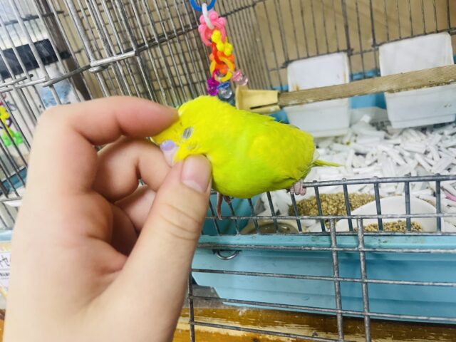 セキセイインコ