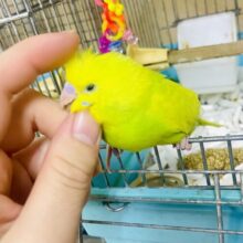 慣れてるよ～❣️カキカキ⭕️もう少しで1人餌🌿🍋趣のあるゆずレモン🍋🌿　セキセイインコ　スパングル