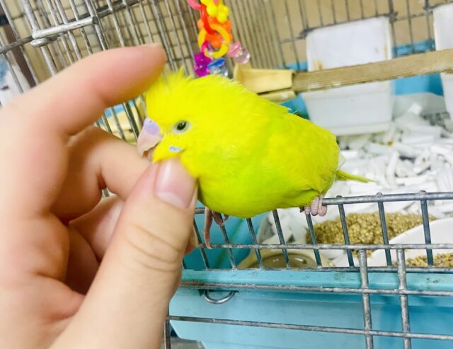 慣れてるよ～❣️カキカキ⭕️もう少しで1人餌🌿🍋趣のあるゆずレモン🍋🌿　セキセイインコ　スパングル