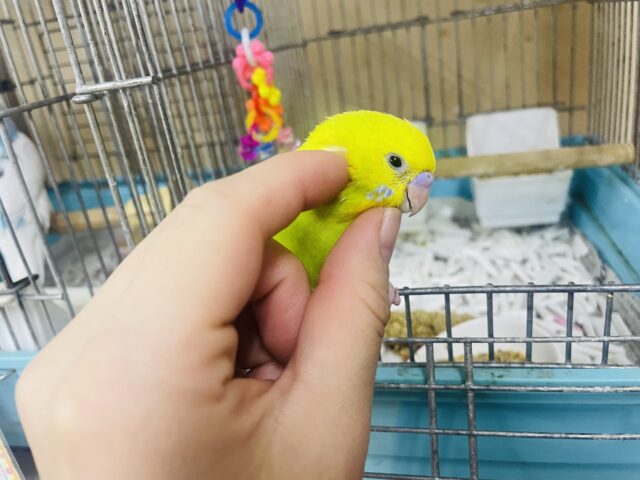 セキセイインコ