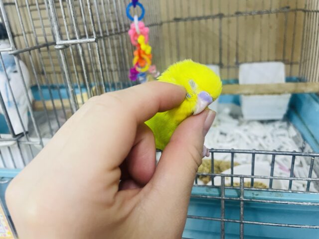 セキセイインコ