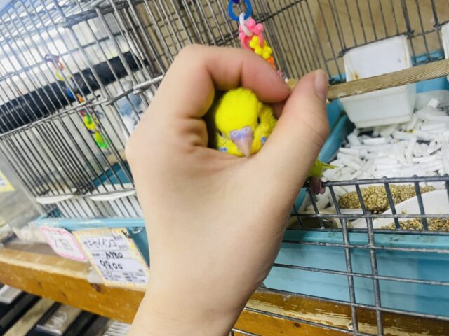 セキセイインコ