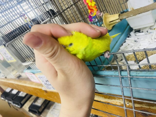 セキセイインコ