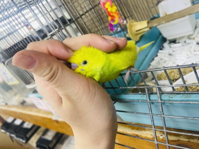 セキセイインコ