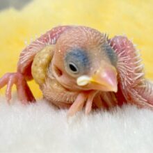 ちょこんと‎🤍白文鳥2024年7月生まれ