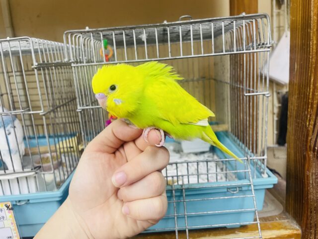 セキセイインコ