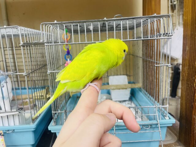 セキセイインコ