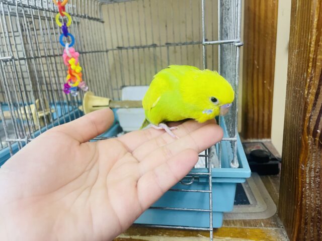 セキセイインコ