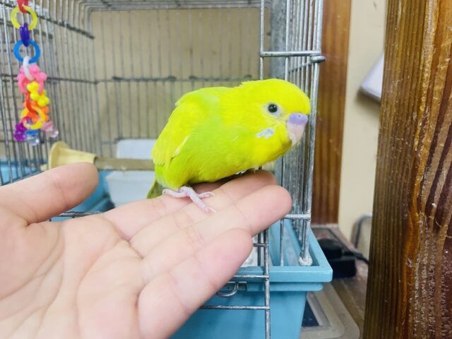 セキセイインコ