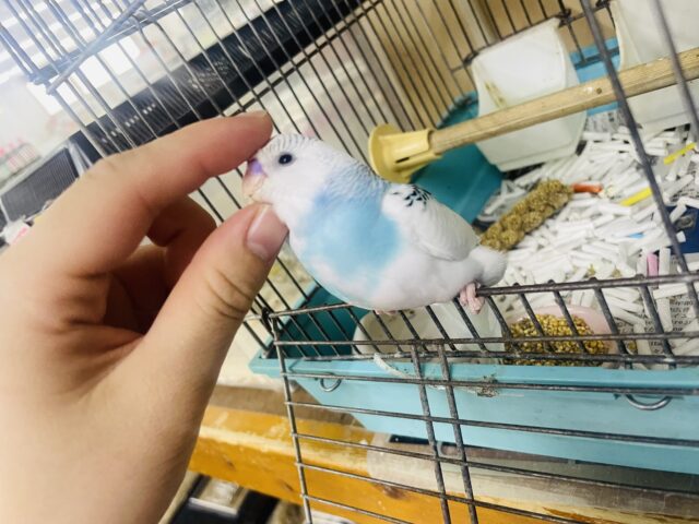 セキセイインコ