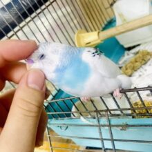 慣れてるよ～❣️カキカキ⭕️もう少しで1人餌💫ヨーグルト☁️💦💦まーみれっ❣️❣️ セキセイインコ　パイド
