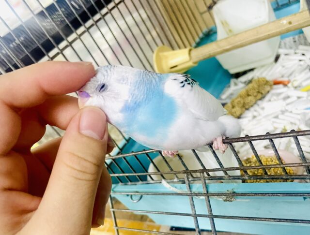 慣れてるよ～❣️カキカキ⭕️もう少しで1人餌💫ヨーグルト☁️💦💦まーみれっ❣️❣️ セキセイインコ　パイド