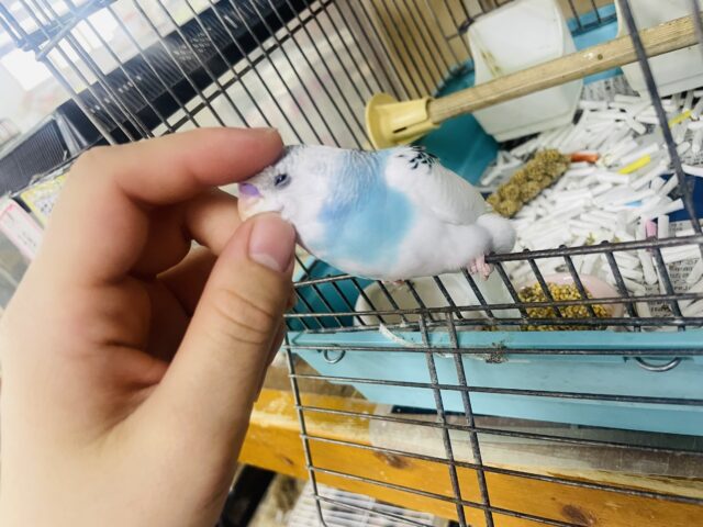 セキセイインコ