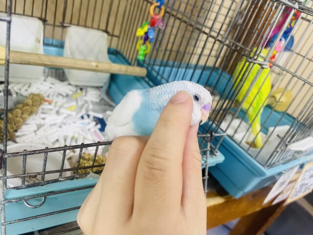 セキセイインコ