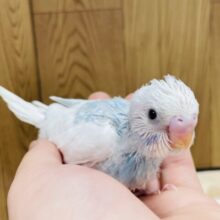 白多めの模様が魅力🤍🩵セキセイインコ（パイド）ヒナ