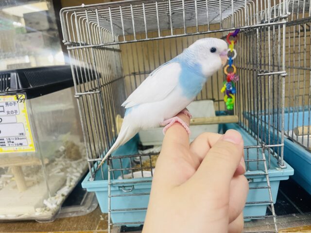 セキセイインコ