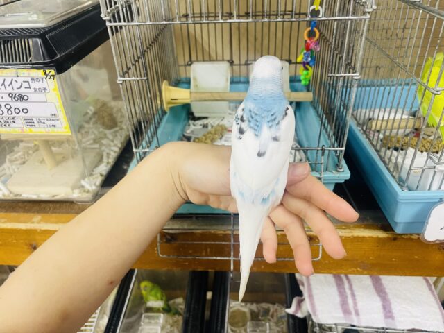 セキセイインコ