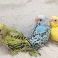 わくわく♬わた毛ヒナちゃん大集合＼(^o^)／セキセイインコ ヒナ
