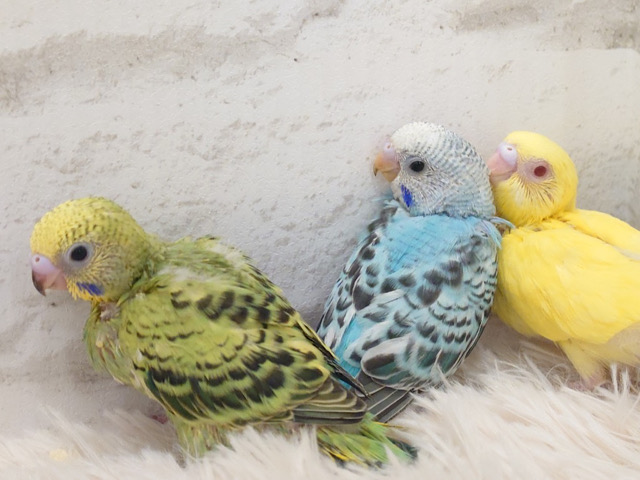 わくわく♬わた毛ヒナちゃん大集合＼(^o^)／セキセイインコ ヒナ