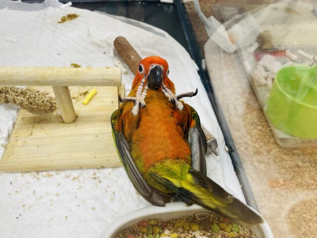 コガネメキシコインコ