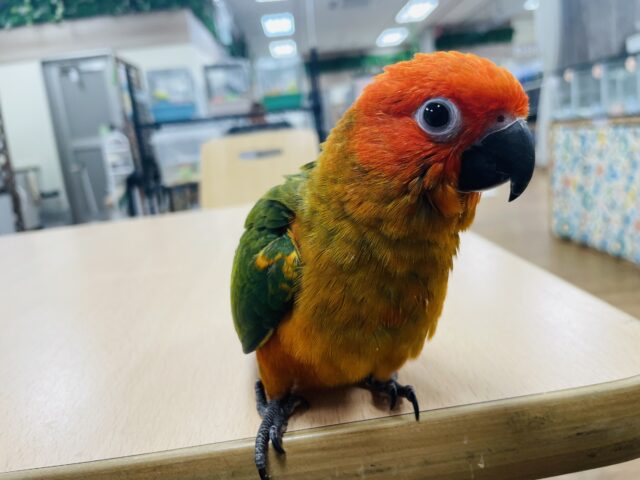 コガネメキシコインコ