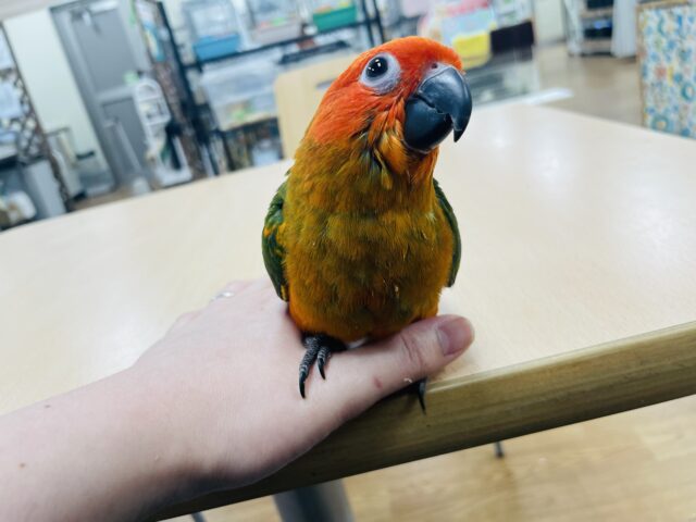 コガネメキシコインコ