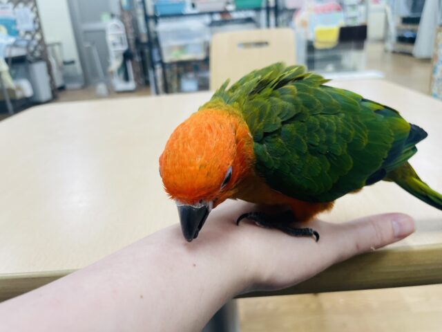 コガネメキシコインコ