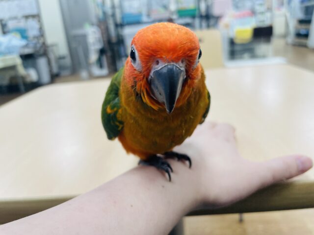 コガネメキシコインコ