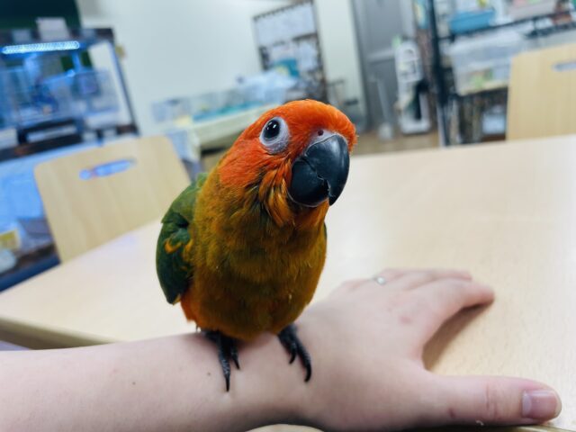 コガネメキシコインコ