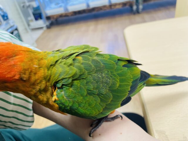 コガネメキシコインコ