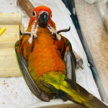 【最新画像更新🪄】ひたすら可愛いんです♡♡コガネメキシコインコ　ヒナ