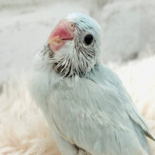 か、可愛すぎます♥♥胸きゅん必死！！！マメルリハ(アメリカンホワイト) ヒナ 女の子