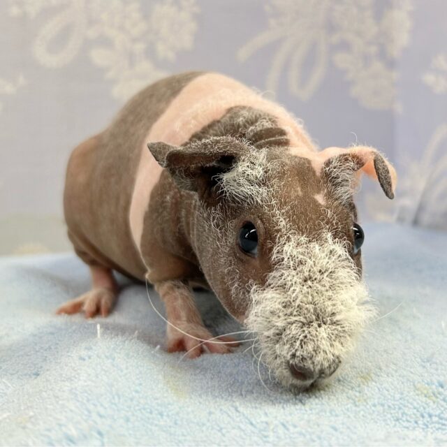 スキニーギニアピッグ