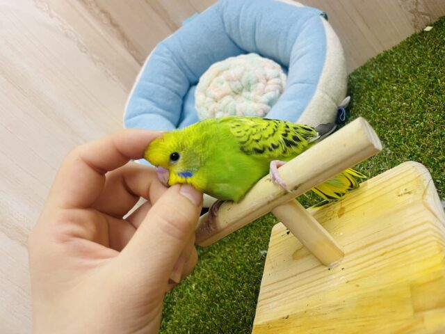 セキセイインコ