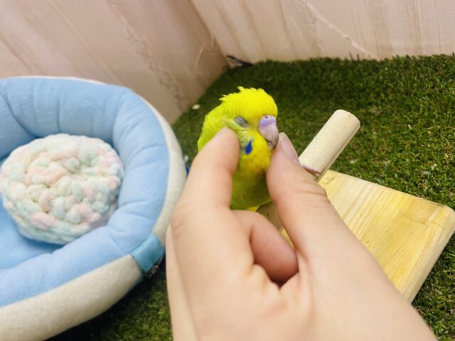 セキセイインコ