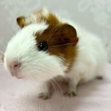 これからの成長が楽しみな❣️巻き毛モルモット(アビシニアン 2色) 2024年7月生まれ