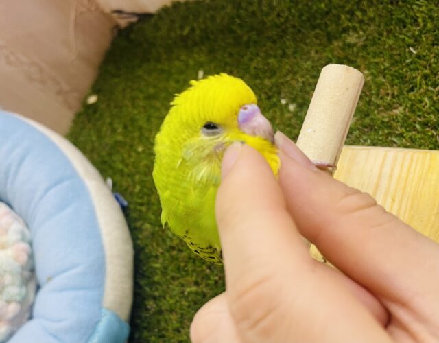 セキセイインコ