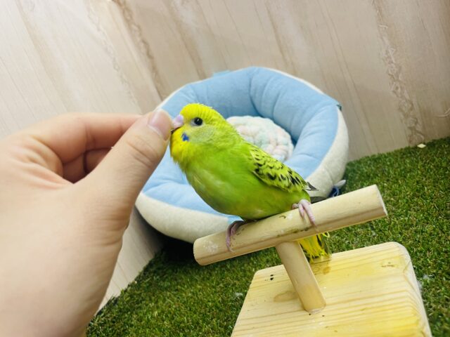 セキセイインコ