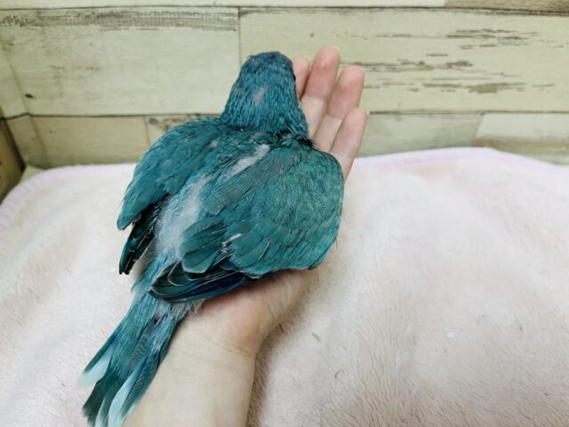 オキナインコ