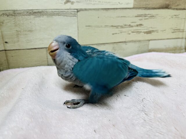 オキナインコ