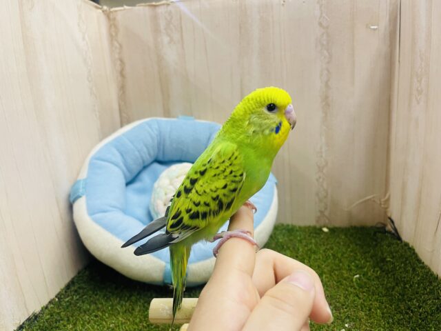 セキセイインコ