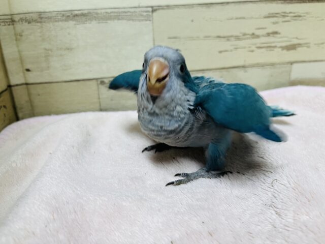 オキナインコ