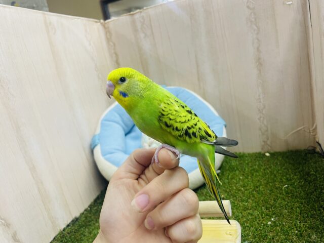 セキセイインコ