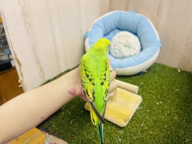 セキセイインコ