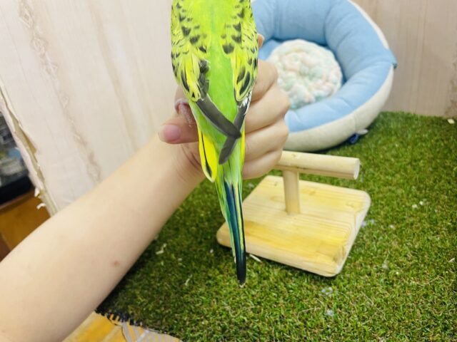 セキセイインコ